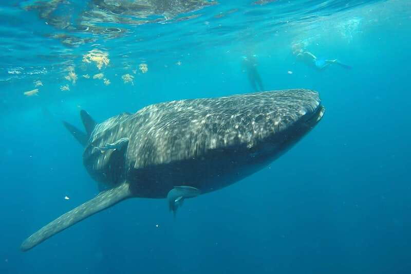 From Cancún: Half-Day Snorkeling with Whale Sharks - Lunch on Isla Mujeres: Playa Norte and a well-earned pause