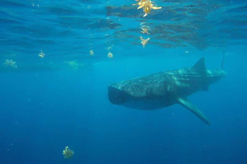 From Cancún: Half-Day Snorkeling with Whale Sharks - What to pack and what to do on the day