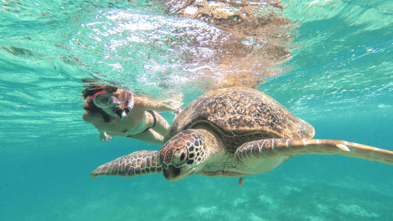 From Cancun: Tulum, Cenote and Turtle Swim Tour at Akumal - Lunch at Canamayte Eco Park: What you get, and why it matters
