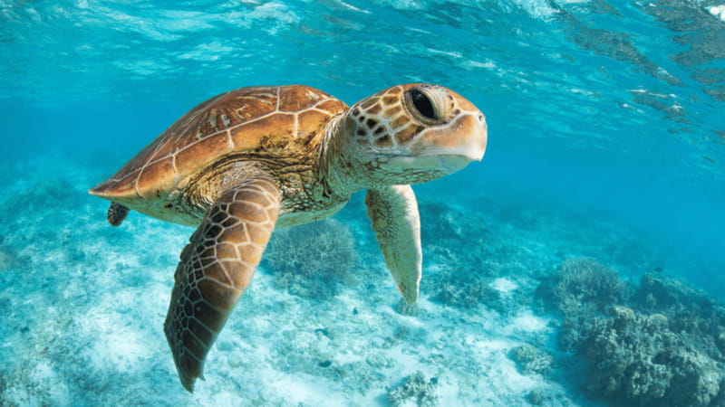 From Cancun: Tulum, Cenote and Turtle Swim Tour at Akumal - Who should book this (and who should skip it)