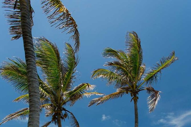 Full-Day Isla Contoy Sailing Nature Experience in Mujeres - Price and Value: How $125.10 Really Plays Out