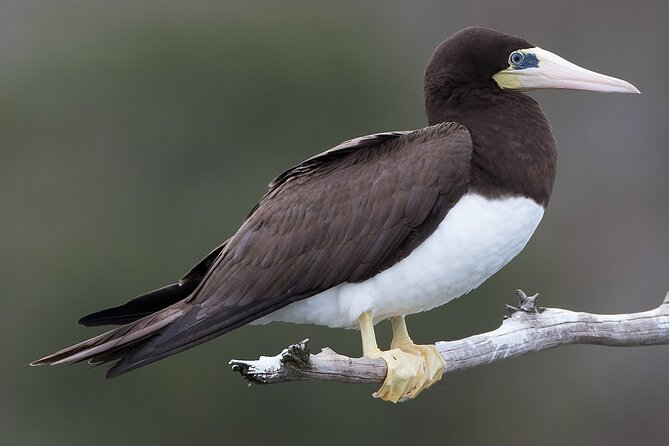Full-Day Isla Contoy Sailing Nature Experience in Mujeres - Weather, Rain, and Seasickness: The Two Things to Plan For