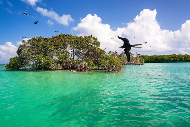 Full Day Tour of Isla Holbox and Isla Pasión with Cenote - Timing and Travel From Cancun: The Part That Makes or Breaks the Day