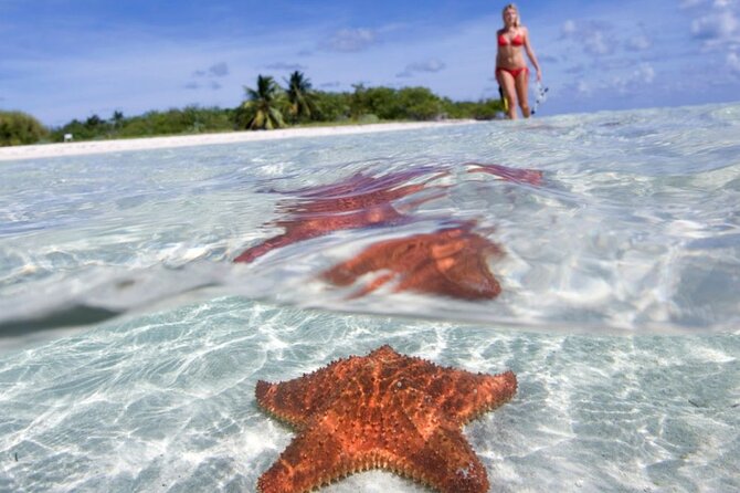 Full day tour to El Cielo in Cozumel Snorkeling and Lunch - Key highlights you can plan around