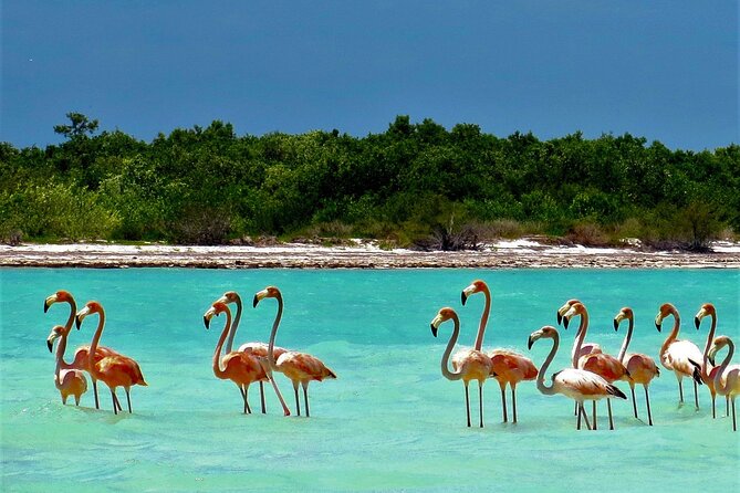 Full Day Tour to the Best of Holbox - Punta Mosquito: time to eat and swim