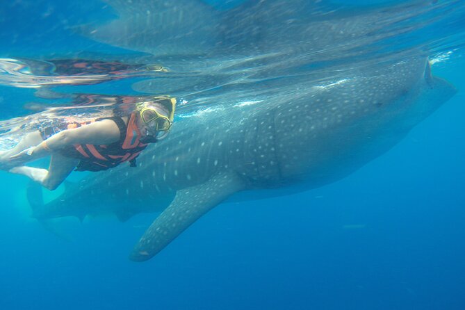 Full-Day Whale Shark Tour Puerto Morelos with Pickup and Lunch - What you’re really buying: time on the water