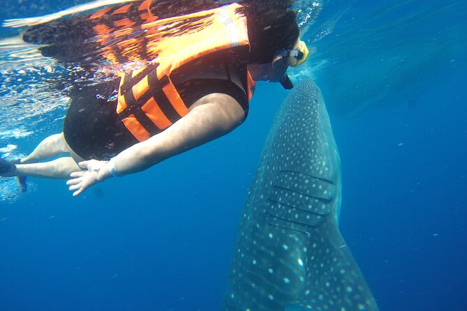 Full-Day Whale Shark Tour Puerto Morelos with Pickup and Lunch - Starting point and pickup: where you meet at 7-Eleven and what happens next