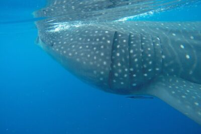 Full-Day Whale Shark Tour Puerto Morelos with Pickup and Lunch - The day’s rhythm: 6:00am pickup, whale sharks near Contoy, then Isla Mujeres