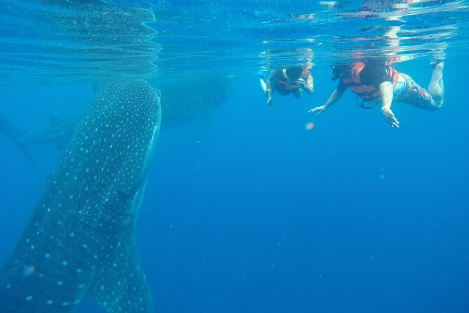 Full-Day Whale Shark Tour Puerto Morelos with Pickup and Lunch - Isla Contoy: the open-sea search window where you earn the wait