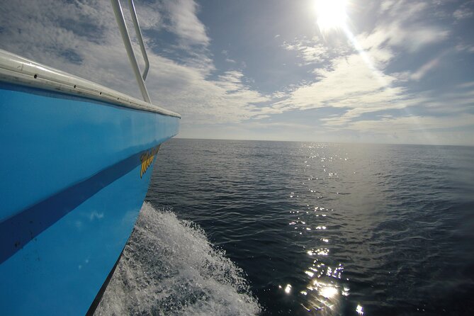 Full-Day Whale Shark Tour Puerto Morelos with Pickup and Lunch - The real cost check: $175 plus about $30 in cash fees at the port