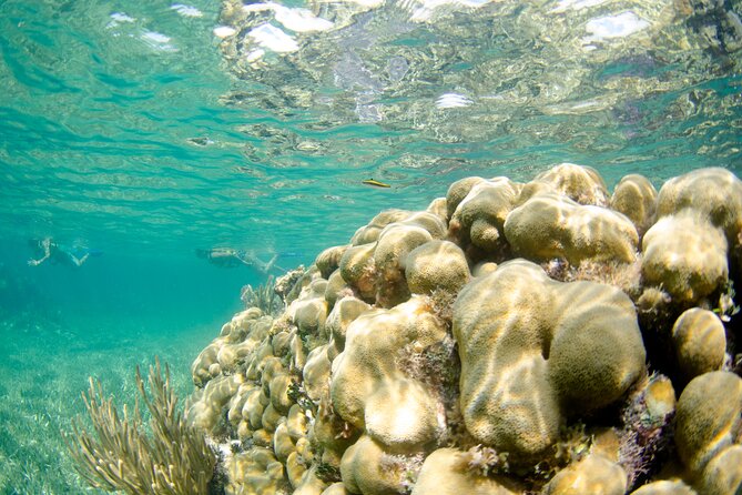 Guided Tour of Puerto Morelos Reefs with Snorkeling Experience - Lunch by the Seashore and a Quick Puerto Morelos Center Stroll