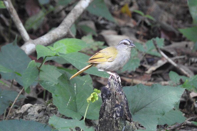 Half-Day Birdwatching Puerto Morelos - Key things that make this birdwatching tour worth it