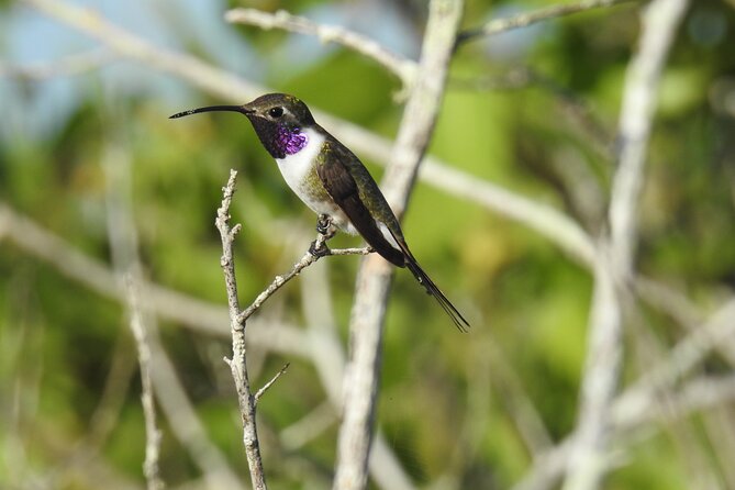 Half-Day Birdwatching Puerto Morelos - What you’re really signing up for in Puerto Morelos