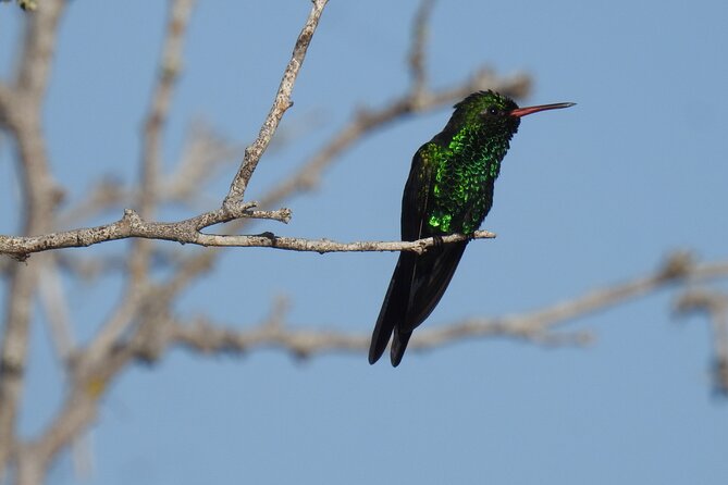 Half-Day Birdwatching Puerto Morelos - What your guide actually does (beyond pointing)
