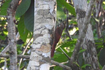 Half-Day Birdwatching Puerto Morelos - The 6:00 am start and meeting point details (and how to avoid stress)