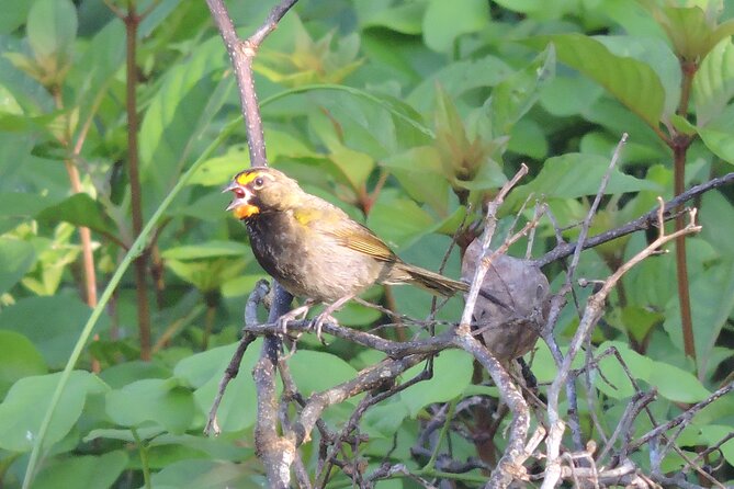 Half-Day Birdwatching Puerto Morelos - The small-group size: why up to 6 feels different