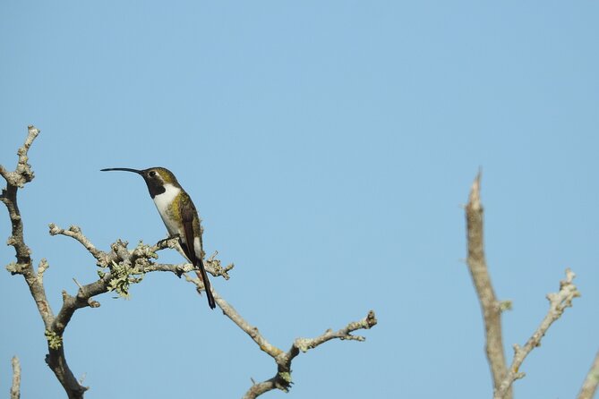 Half-Day Birdwatching Puerto Morelos - What you might see: realistic expectations in the cenote area