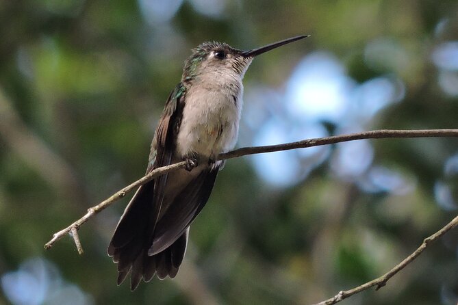 Half-Day Birdwatching Puerto Morelos - Price and value: is $135 fair for this kind of tour?