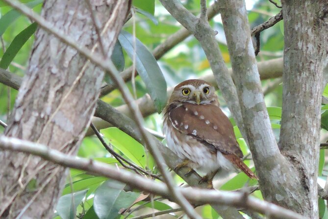 Half-Day Birdwatching Puerto Morelos - Who this tour fits best (and who should think twice)