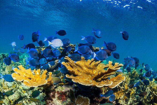 Half Day Guided Snorkeling Adventure Tour from Cancun - Second Snorkel Stop: Why a Second Site Makes It Worth It