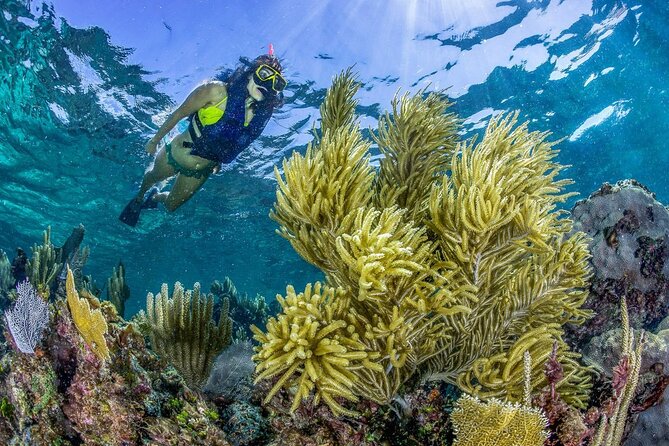 Half Day Guided Snorkeling Adventure Tour from Cancun - Who Should Book This Guided Snorkeling Tour