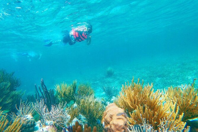 Half-Day Puerto Morelos Snorkeling Experience with Lunch - The Snorkel Itself: What the Guides Do Differently