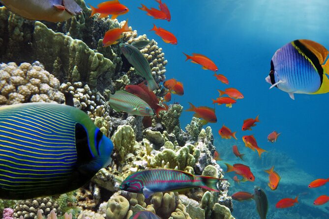 Half-Day Puerto Morelos Snorkeling Experience with Lunch - Lunch on the Beach: Tacos, Tequila, and the Real Timing