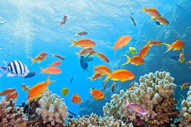 Half-Day Puerto Morelos Snorkeling Experience with Lunch - Puerto Morelos Free Time: Shopping Without the Hard Sell