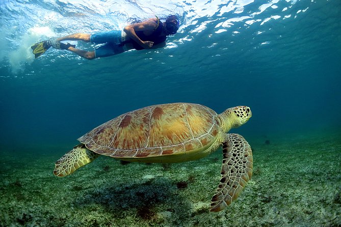 Half-Day Underwater World Tour - Why This Cenote-and-Reef Half Day Feels Like Two Worlds