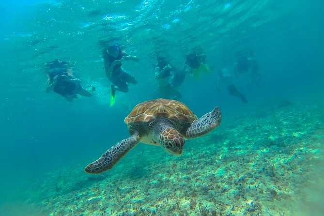 Half-Day Underwater World Tour - Small-Group Format: Better Wildlife Watching, Less Waiting Around