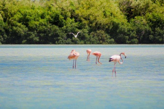 Holbox Island Tour From Cancun - Who This Holbox Tour Fits Best (and Who Should Skip It)