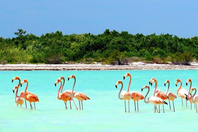 Holbox plus Island Magic by boat Tour from Cancun - Getting to Holbox from Cancun: the early start and long travel day