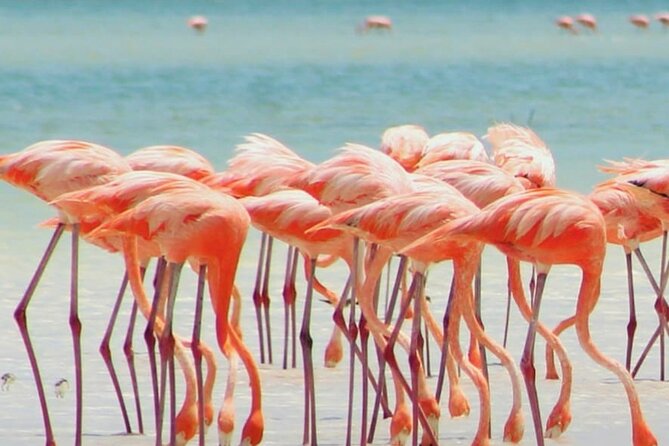 Holbox plus Island Magic by boat Tour from Cancun - What to pack for Holbox plus Isla Pasion day trips