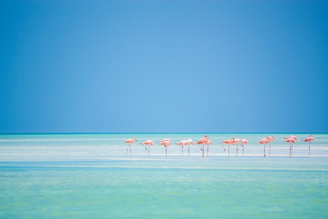 Holbox tour from Cancun and Riviera Maya - Price and value for $149: what’s included and what can add up