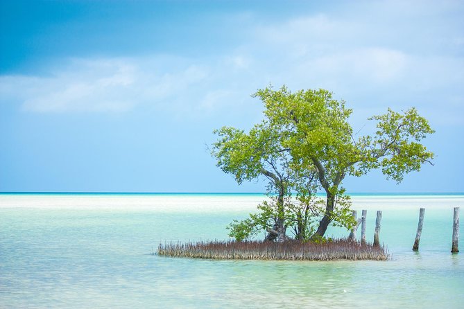 Holbox tour from Cancun and Riviera Maya - Health rules and masks: what you should expect