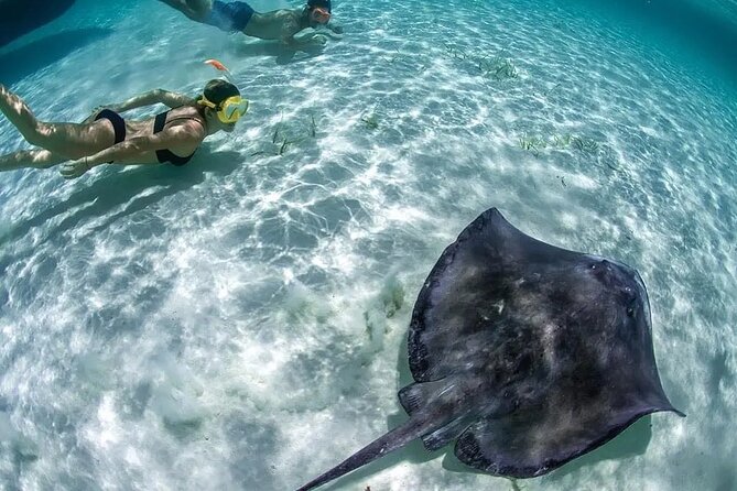 Isla Mujeres: Coral Reef Views from a Clear Boat - Stop One: El Farito Reef and the Fish-Spotting Window