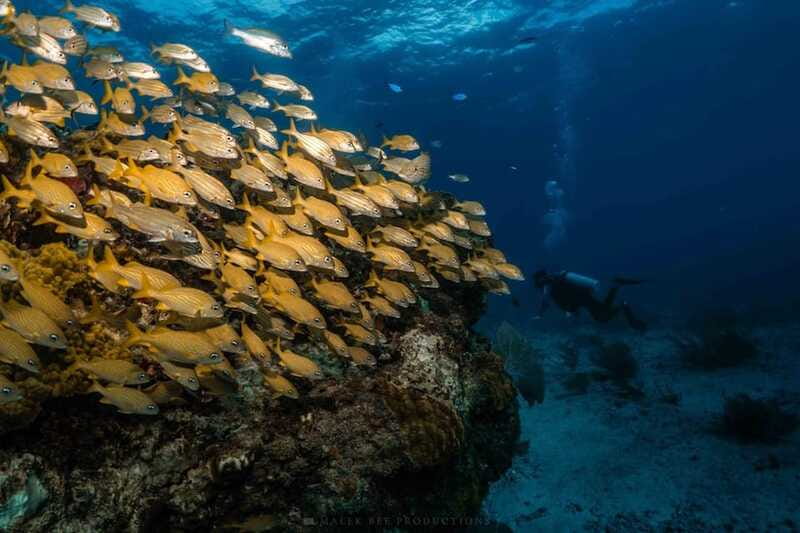Isla Mujeres - MUSA and the Manchones Reef - Snorkel - Gear, lifejackets, and the rules that affect your comfort