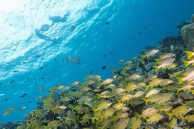 Isla Mujeres: Snorkel Tour at Musa and Manchones Reef - Water conditions that affect comfort and what to expect