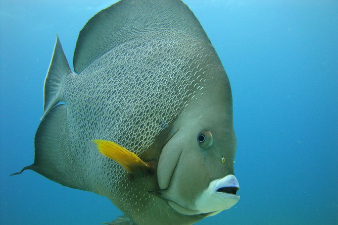 Isla Mujeres Snorkeling Tour - Stop 2: a second shallow reef for more chances at fish