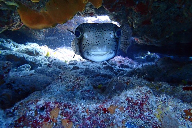 Isla Mujeres Snorkeling Tour - Gear, fit, and how the guide keeps it safe