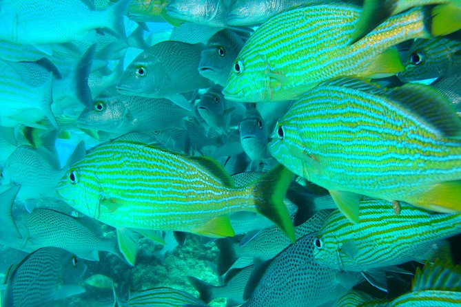 Isla Mujeres Snorkeling Tour - What kind of people this tour fits best