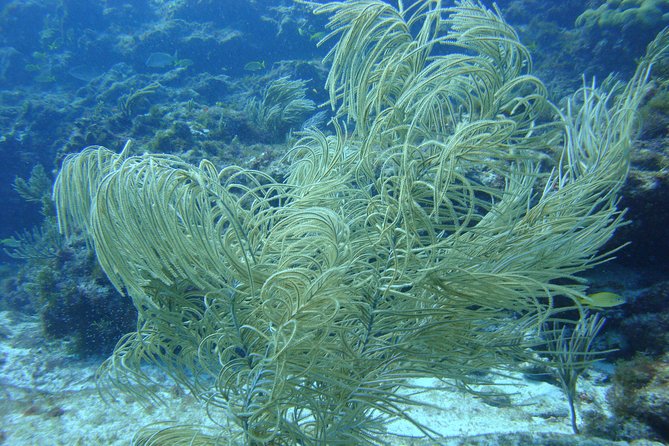 Isla Mujeres Snorkeling Tour - Value on Isla Mujeres: paying for water time, not travel time