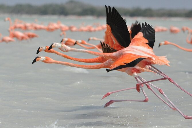 Las Coloradas and Rio Lagartos Tour with All Inclusive - Timing, comfort, and what to expect on a 6:30 am start