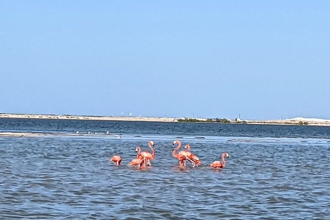 Las Coloradas Tour! Boat Ride, Lunch & Rio Lagartos from Cancun - My Booking Advice: Should You Book This One?
