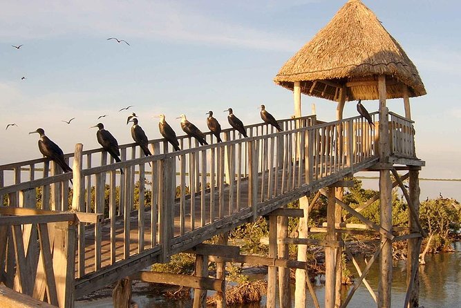 Magic Island Holbox! Experience From Cancun & Playa del Carmen - Yalahau Lagoon cenote: swim time with real payoff