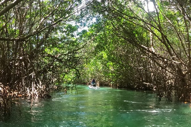 Mangrove and Lagoon Speed Boat Tour - The Private Beach Stop: What’s Promised and What to Double-Check