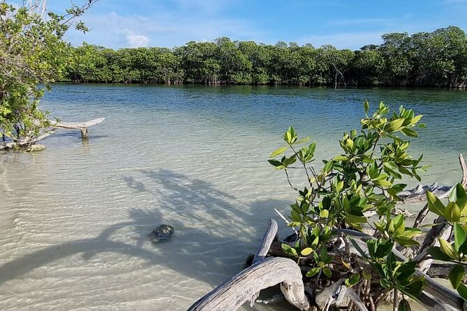 Mangrove and Lagoon Speed Boat Tour - Price Reality Check: The $20 Dock Toll and Value Math