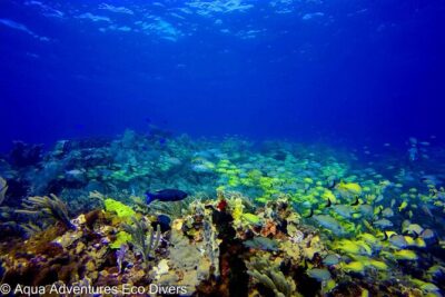 MUSA Museum and Colorful Reef 2 Tank Dive-Certified Divers - Setting up with Aqua Adventures Eco Divers and the 4.5-hour flow