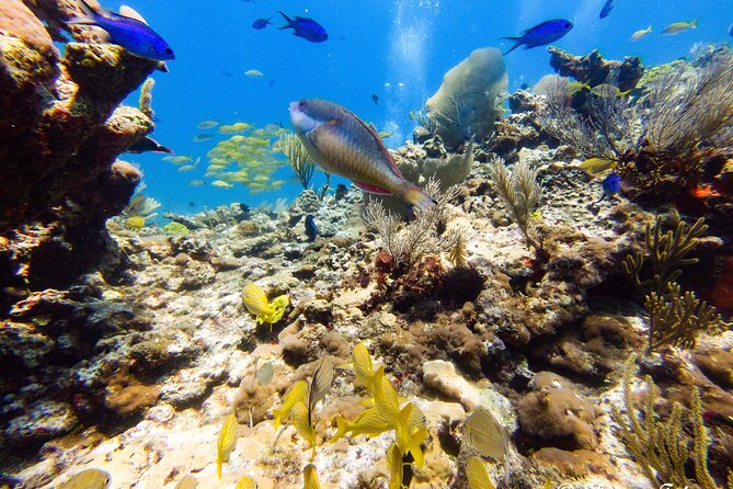 MUSA Museum and Colorful Reef 2 Tank Dive-Certified Divers - How the guides keep you safe and actually paying attention