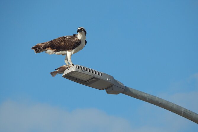 Nichupte Lagoon Wildlife Tour - On the water: mangrove channels and the slow art of spotting wildlife
